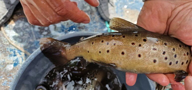 Sevan trout Salmo ischchan is an endemic fish species of Lake Sevan in Armenia, known as ishkhan in Armenian. It is a salmonid fish related to the brown trout.