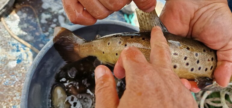 Sevan trout Salmo ischchan is an endemic fish species of Lake Sevan in Armenia, known as ishkhan in Armenian. It is a salmonid fish related to the brown trout.