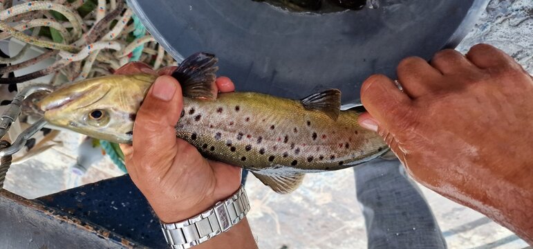 Sevan trout Salmo ischchan is an endemic fish species of Lake Sevan in Armenia, known as ishkhan in Armenian. It is a salmonid fish related to the brown trout.