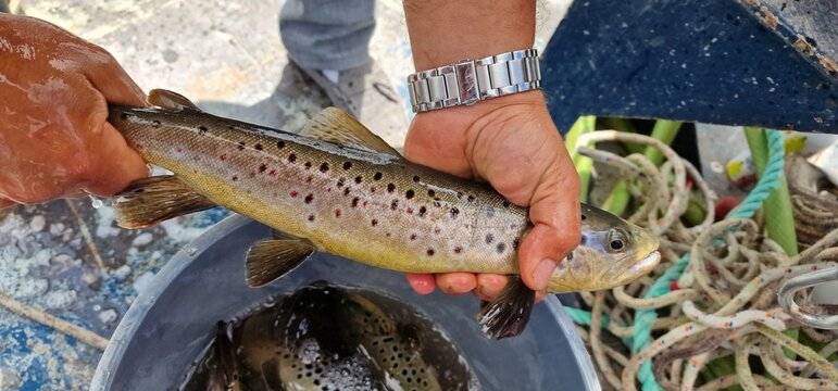 Sevan trout Salmo ischchan is an endemic fish species of Lake Sevan in Armenia, known as ishkhan in Armenian. It is a salmonid fish related to the brown trout.