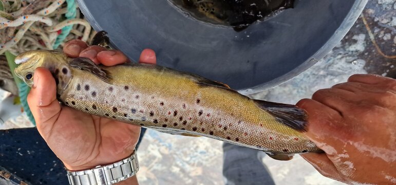 Sevan trout Salmo ischchan is an endemic fish species of Lake Sevan in Armenia, known as ishkhan in Armenian. It is a salmonid fish related to the brown trout.