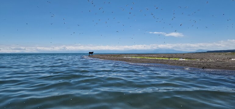 a lone baby bull standing on the edge of lake sevan Armenia