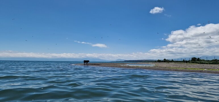 a lone baby bull standing on the edge of lake sevan Armenia