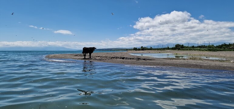 a lone baby bull standing on the edge of lake sevan Armenia