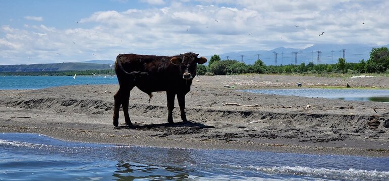a lone baby bull standing on the edge of lake sevan Armenia