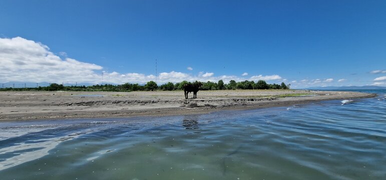a lone baby bull standing on the edge of lake sevan Armenia