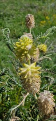 Astragalus alopecurus, synonym Astragalus centralpinus, is a species of milkvetch in the family...