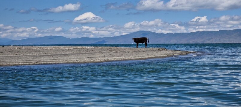 a lone baby bull standing on the edge of lake sevan Armenia