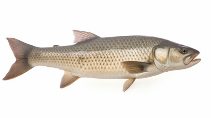 Fish - An Bighead carp on a white background