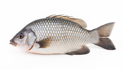 Fototapeta premium Fish - A Nile Tilapia on a white background
