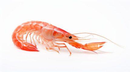 Shrimp - A Whiteleg shrimp on a white background