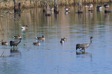 Wasservögel in der Oberlausitz