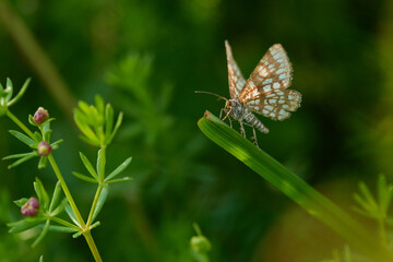 Gitterspanner in der Abendsonne