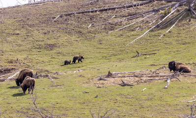 Grizzly Bear Sow and Cubs near Bison in Yellowstone National Park in Springtime