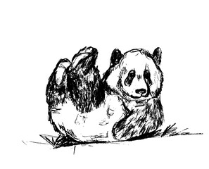 The panda is lying on its back