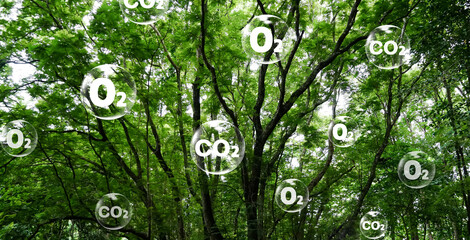 O2 and CO2 symbol on brunch of big green tree background mean of clean and polluted. Arbor day,...