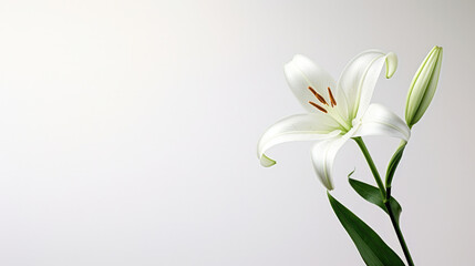 Green bouquet blooming blossom petal spring white background nature beauty plant lily flowers