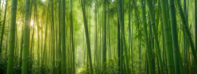 Lush bamboo forest with tall green stalks and sunlight filtering through the dense foliage under a clear blue sky. Wide format.