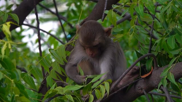 Monkey sitting on a neem tree and eating a bird's poop on the leaves 