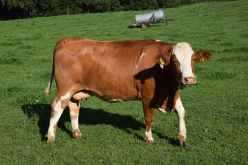 milchkuh auf einer weide