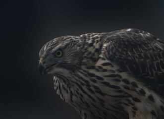       A close-up image of a bird of prey.