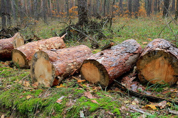 pine logs in autumn forest - 723973864
