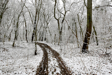 dirt road in winter forest - 723973874