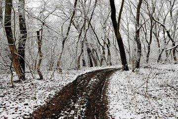 winter dirt road in forest - 723973883
