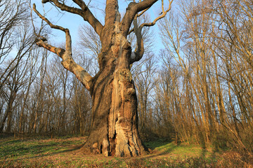 very old oak tree - 723973885