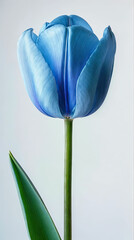 Flor azul de tulipan sobre fondo blanco