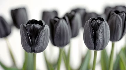 Foto op Plexiglas Flores negras de tulipan sobre fondo blanco © Fabian