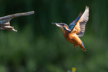 Common Kingfisher (Alcedo atthis) diving and fishing in the forest in the Netherlands