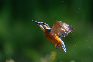Common Kingfisher (Alcedo atthis) diving and fishing in the forest in the Netherlands