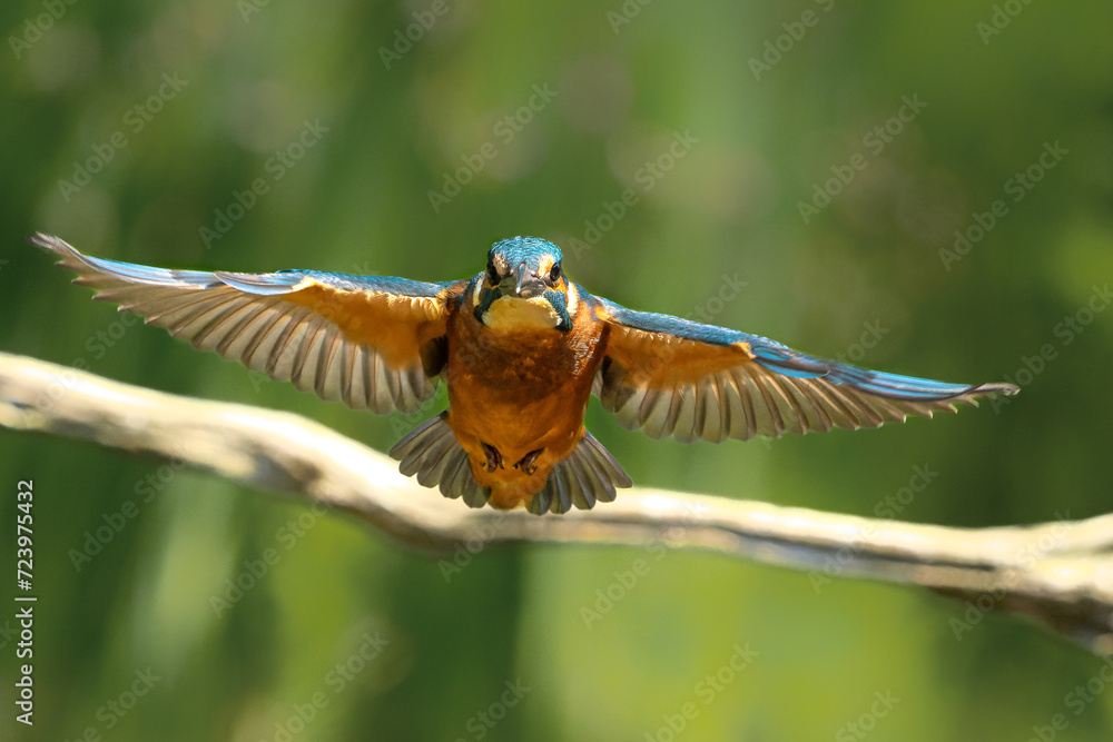 Poster Common Kingfisher (Alcedo atthis) diving and fishing in the forest in the Netherlands