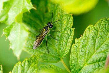 Fototapeta premium Tenthredo mesomela - Echte Blattwespe