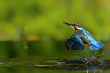 Common Kingfisher (Alcedo atthis) diving and fishing in the forest in the Netherlands