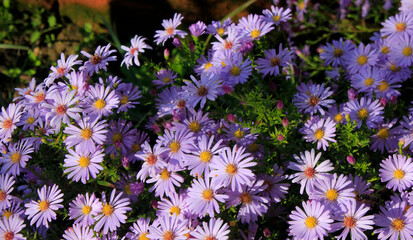 violet flowers of Symphyotrichum novi-belgii, 'white ladies'