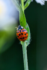 Ein Marienkäfer klettert an einem grünen zweig mit einem Blatt hinauf. Makro nahaufnahme eines Insekt im Frühling