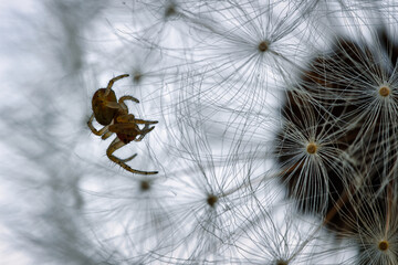 Eine winzige Spinne klettert auf einer Pusteblume im gegenlicht. Makro nahaufnahme eines Insekt - obrazy, fototapety, plakaty
