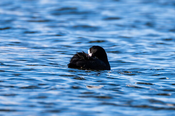 Eurasian coot swimming in the Han River early in the morning