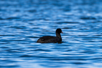 Eurasian coot swimming in the Han River early in the morning