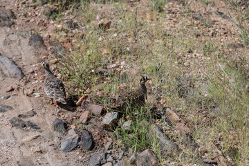 Naklejka na ściany i meble Red-billed partridge in natural conditions on a summer day in a national park in Kenya