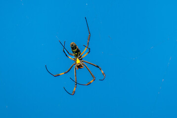 Giant non-venemous spider omnipresent on all the islands Cape Verde (Cabo Verde)