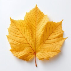 Fototapeta premium leaf, isolated, yellow autumn leaf on the white background