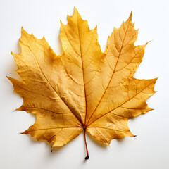 Obraz premium leaf, isolated, yellow autumn leaf on the white background