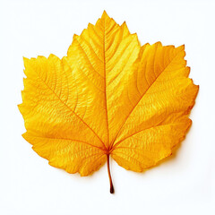 Fototapeta premium leaf, isolated, yellow autumn leaf on the white background