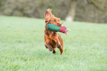 Gundog training 