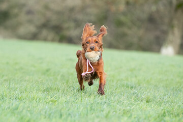 Gundog training 