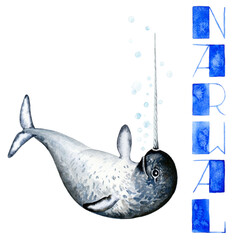 Narwal, watercolor illustration.Alphabet learning, animal pictures, print, postcard © Ina