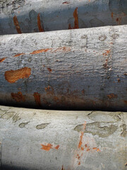 Gefällte Buchenstämme liegen auf einer noch kahlen Wiese im Frühling.